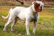 Steel Built Bulldogs Kaiser of Paparazzi Kennels