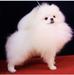  Bai Shih Tzu Tou of Chiao Li Ya