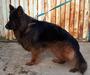 Alex von kennel golden cage
