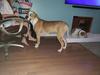 Booza's Bulldogs Ellie