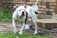 Royal Hussle Bulldogs Lucky Luciano
