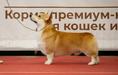 GrCH.RUS, CH.RKF, RUS, CL RUS, JCH.RKF, RUS GARDIAN ENZHEL EKIMARU