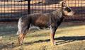 4 Legged Blue Shadow