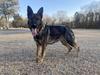 Zada Bulger Vom Alabama Police K9