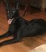 Odin Fuller Vom Alabama Police K9