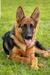 ALEX OF APP KENNELS