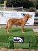 Canis Amicus Belinda