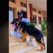 Hercules Vom Lion Kennel