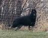 Lindenhill's Big Beau Of Beartooth