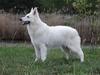  ELEMENTAL THOR Dancing with Wolves