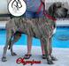  Olympus Of Country Danes