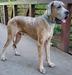  Scoober Danes Shake Things Up