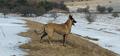 Doglandsportdog M'rowa