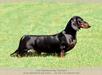  D'JAO DACHSHUND SCPC TAPIRAPES