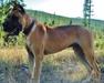  Don-Ratibor Kootenais Togo Luizador