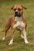 JCH Austria, BOS, CAC, BOJ, BIS puppy Talisman Clan of Bravehearts
