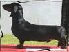  D'jao Dachshund scpc Touro