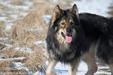 Frodo Schwarz Wolf