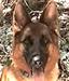 Fergie Canine Extreme