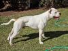 Flocki of Pedigree American Bulldogs Australia