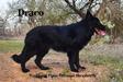 Wolfgang Haus's Texas Draco V Southern Legacy