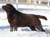 AKC Specialty Major Pointed UKC RBIS CH Rimfire's who needs a wingman