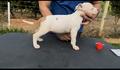 Amstaff White Star Terrier