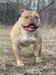 Sirline Bulldogs Sir Seven (OTM’s Picasso)