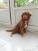 Canis Amicus Bimba