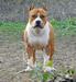 Thunder Rock's X TRAGIGA MEGA