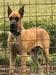  Tnt's Gentle Giant Atticus