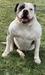 RLL's Bella of OAB
