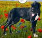  Country Acres Vivienne Of Chicago Danes