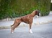 Sowilo de Boxer de Infantes de Torote