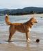 Canis Amicus Atio