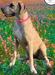  Pixie Of Country Acres