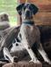 Garrow Danes House Or Blue's Lulu Of Hidden Acres