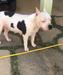 Athena Amstaff Bantim HS