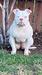  Lola of Byfb