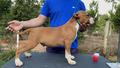 Amstaff Mondrong Star Terrier