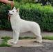 Now! It's ShowTime vom Sutumer Grund (Ahlitah Quest kennel)