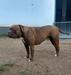 Shiva of el Cid bull's Spirit kennel