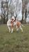 Gatehouse Bulldogs UK X-ray Spex aka Nahla