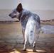 Quality Heeler Zorro