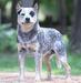 Quality Heeler Snow Diamond