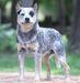  Quality Heeler Snow Diamond