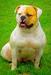 Only Built Bulldogs Queen Safari
