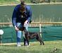 A.R Amstaff Kennel