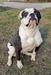 Outlaw American Bulldogs Amanda Nunes