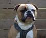 Rapido Bulldogs Lucky Luke